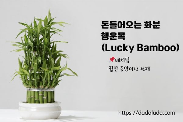 돈들어오는 화분 10가지 배치팁