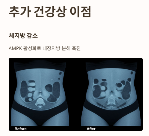 베르베린 효능 : 체지방 감소, 항염증 작용