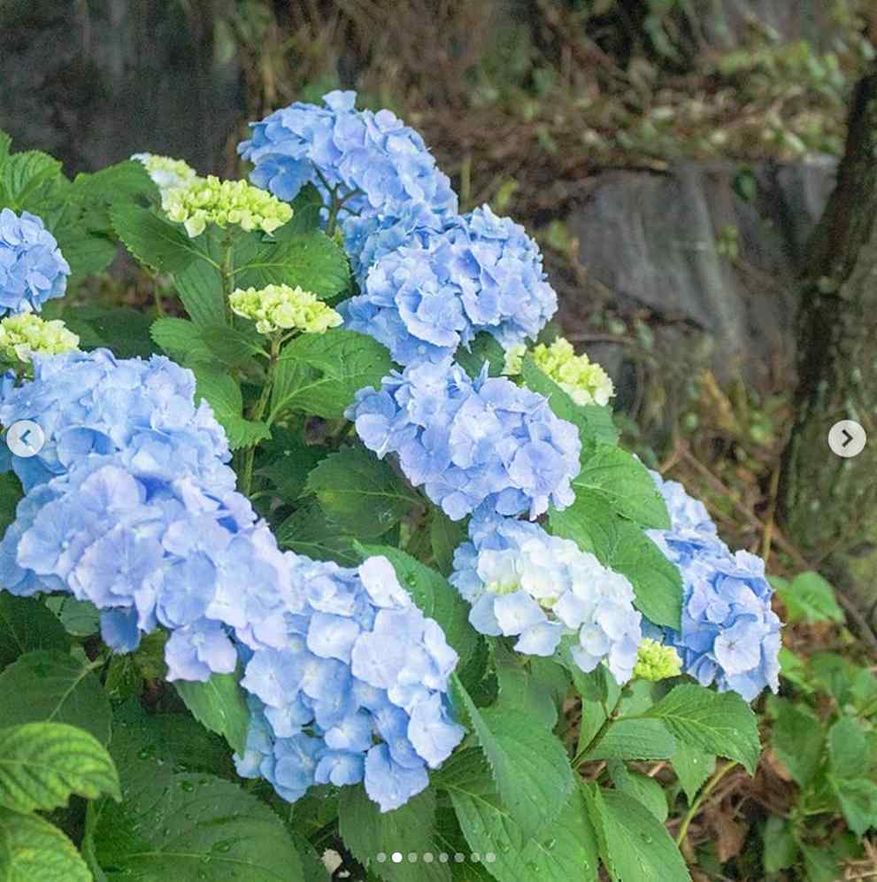 강진 수국축제