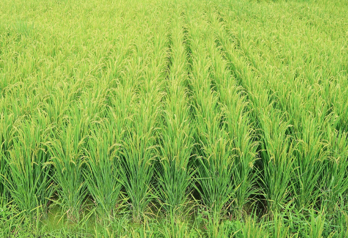백중날의 민속신앙과 농촌 공동체 문화