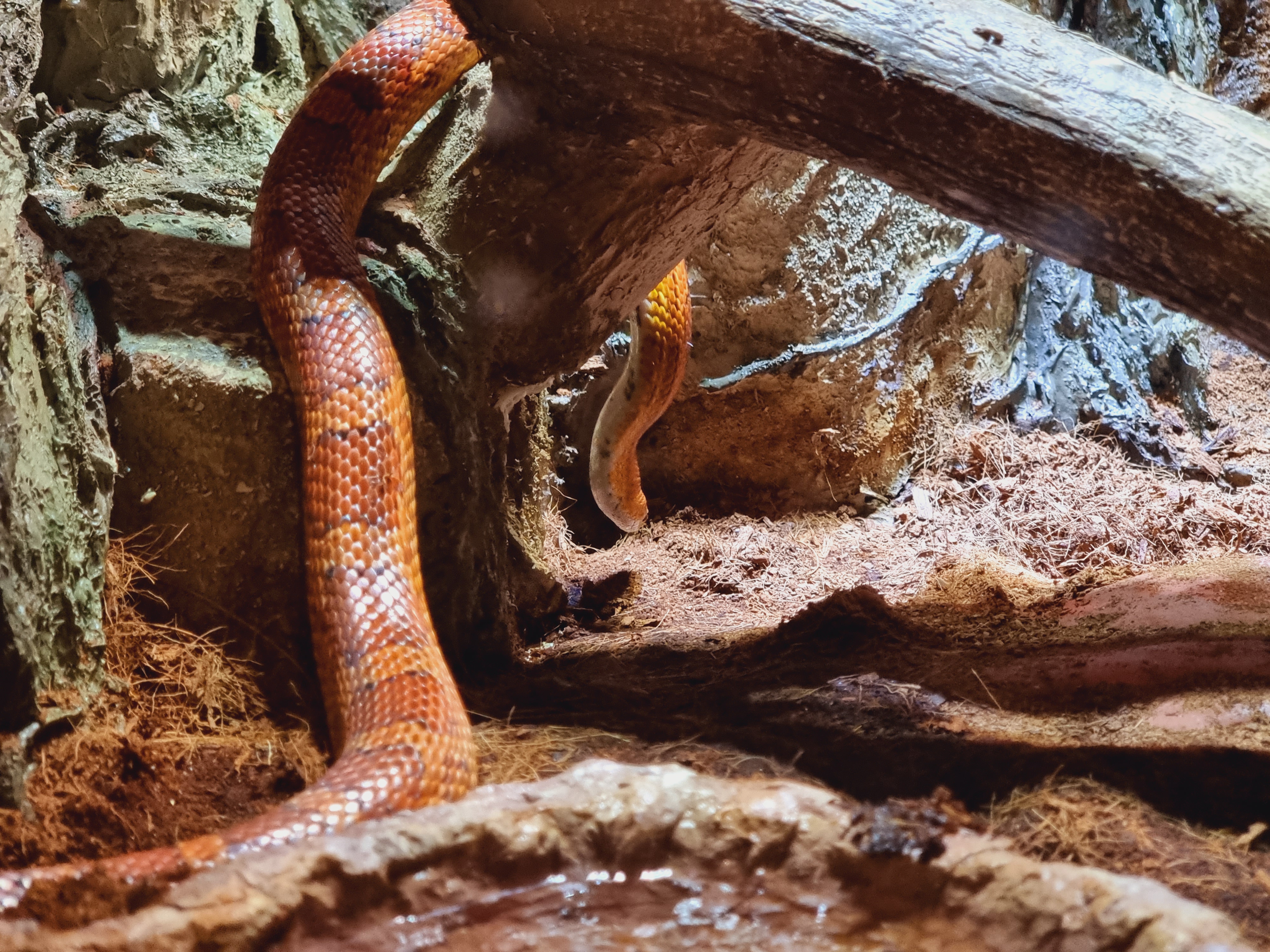 커다란 뱀과 피라냐