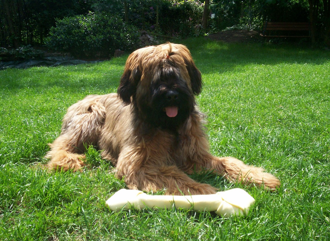 브리아드(Briard)3