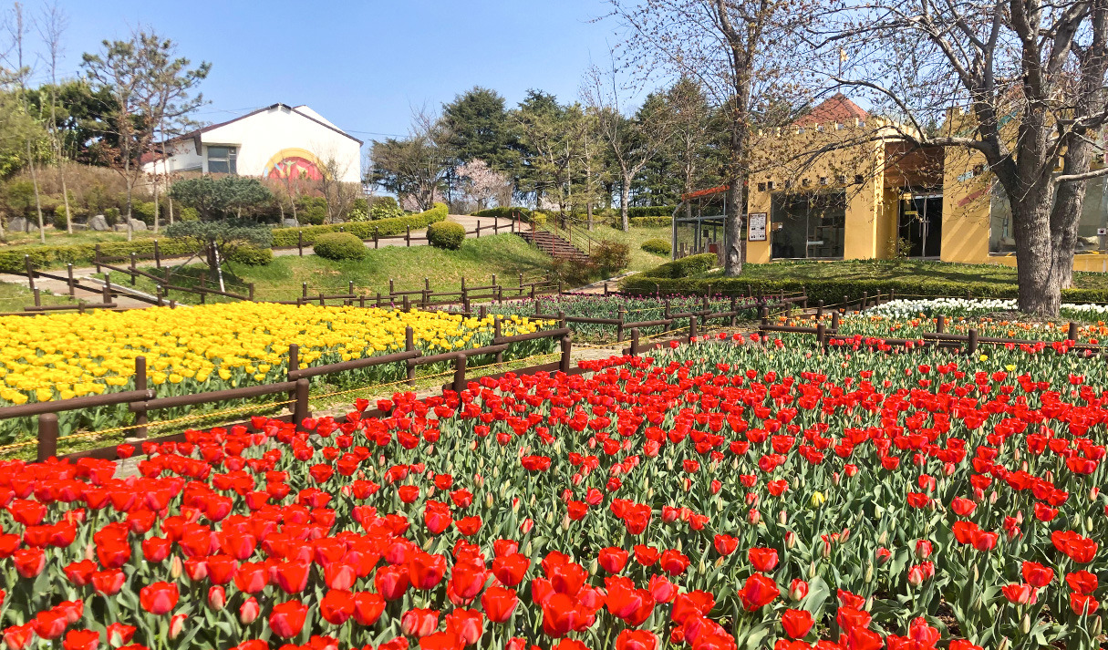 전주여행 가볼만한 곳 베스트10_ 08. 전주 동물원 & 수목원 (벚꽃, 단풍, 입장료, 주차, 놀이동산)