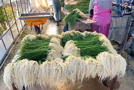 제1회 서산음암달래 축제 기본일정과 프로그램 소개