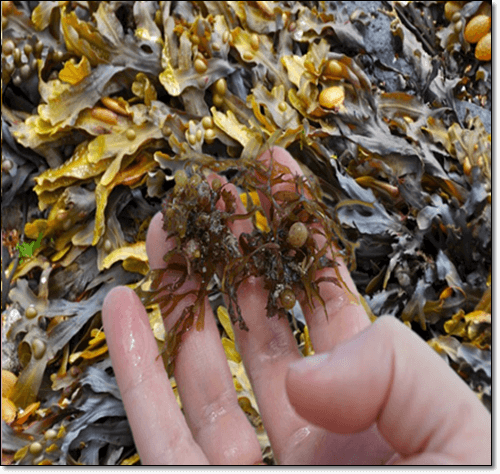 후코이단이 풍부한 갈조류