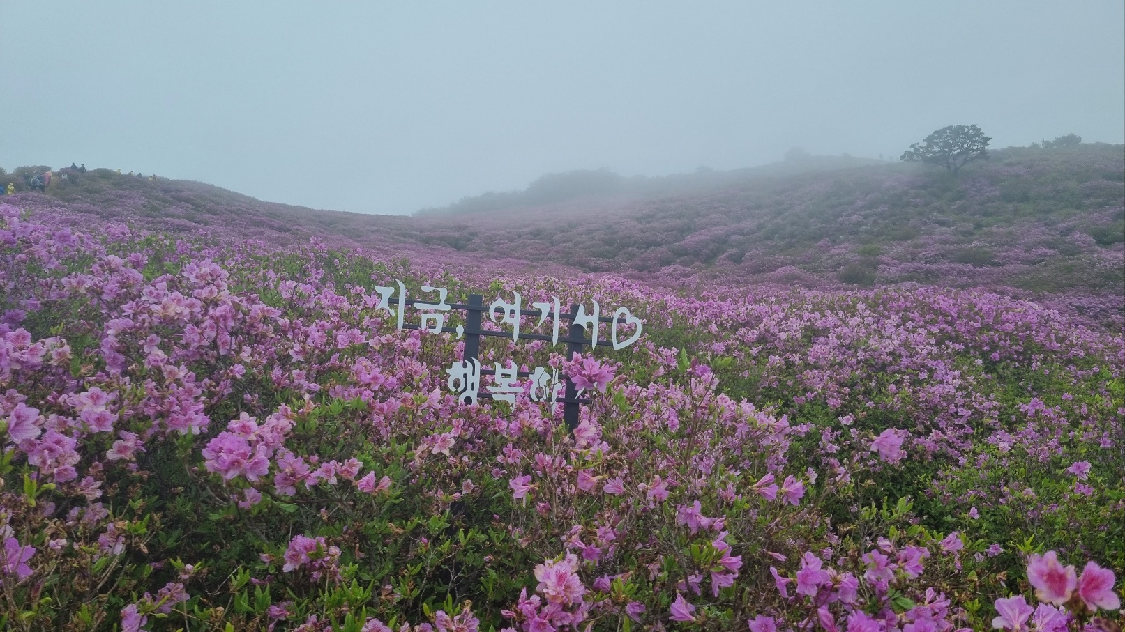 합천 황매산 철쭉21