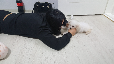 강아지와 함께 살면서 달라진 나의 하루 일상