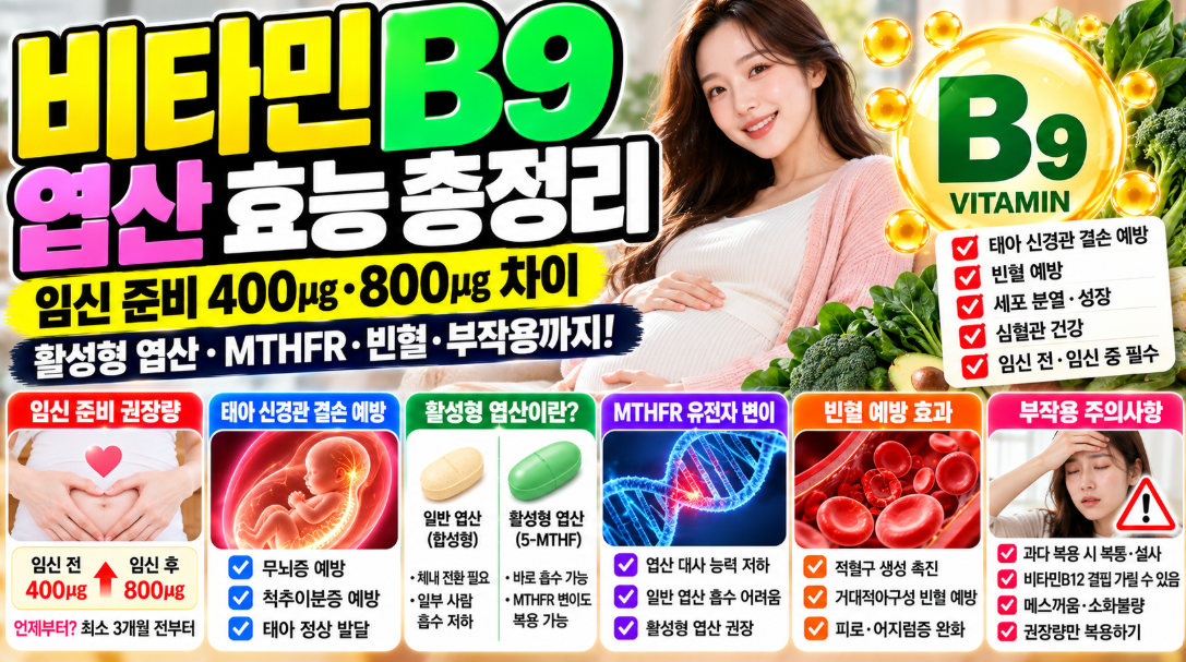비타민B9 엽산 효능 총정리｜임신 준비 400㎍&middot;800㎍ 차이&middot;활성형 엽산&middot;MTHFR&middot;빈혈&middot;부작용
