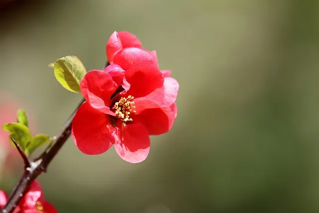 명자나무 꽃 꽃말 열매 삽목시기_1