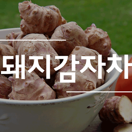 돼지감자차효능