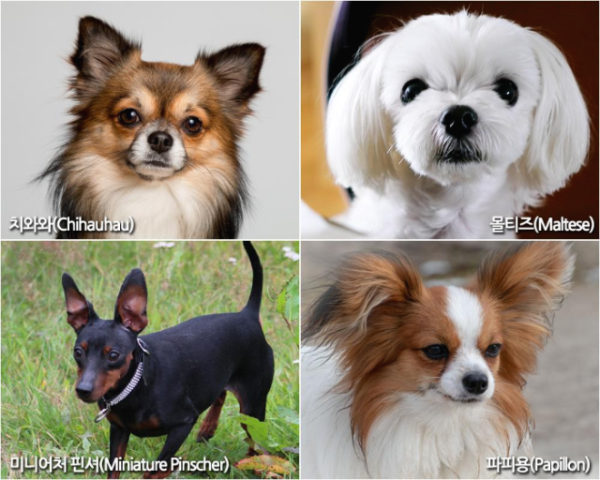 치와와 몰티즈 미니어처핀셔 파피용