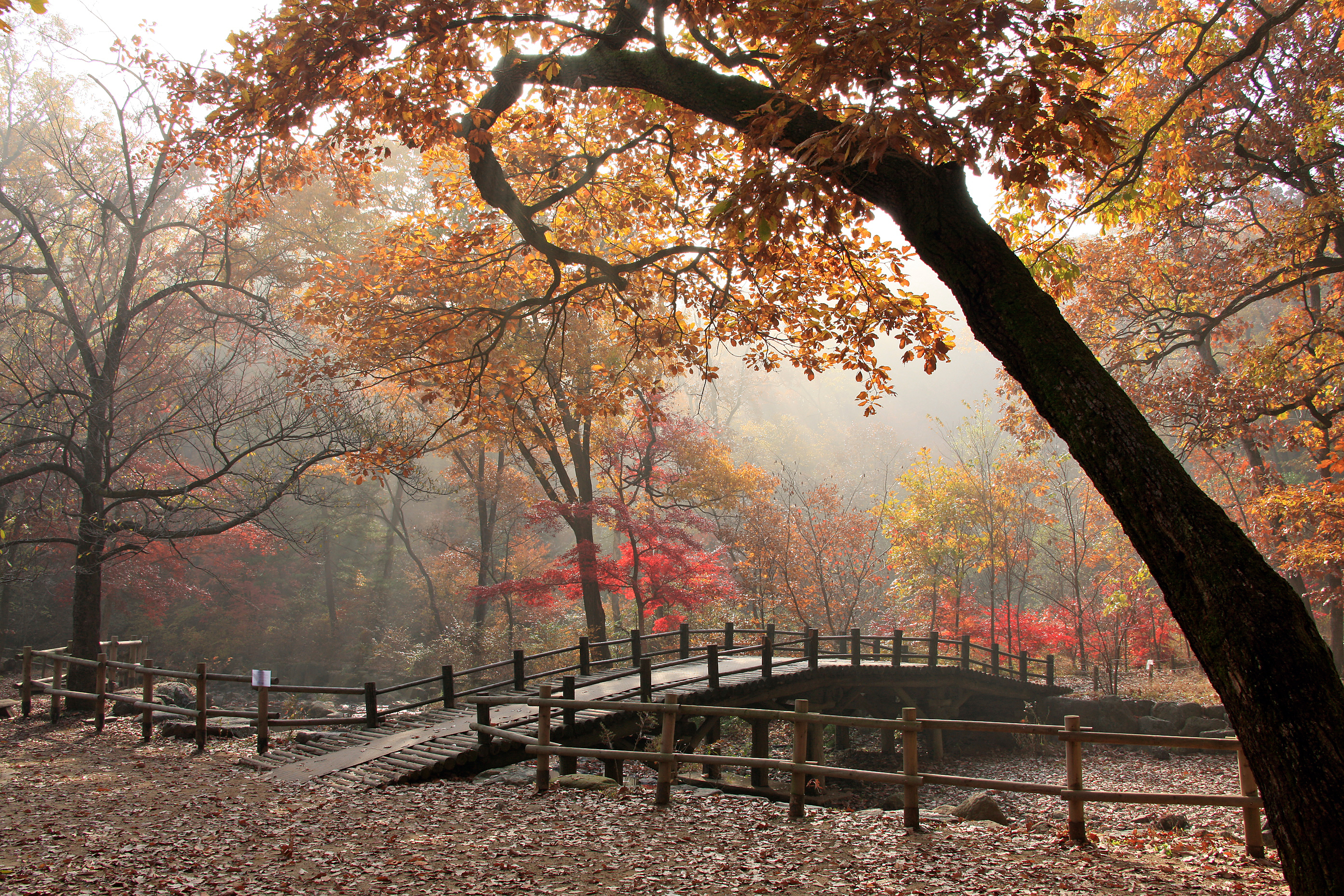[반려견 동반 여행지, 서울 근교]포천 국립수목원 반려견과의 숲속 산책, 여기가 진짜 힐링이다