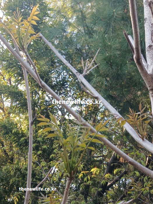 가죽나물 효능 성분 영양가치