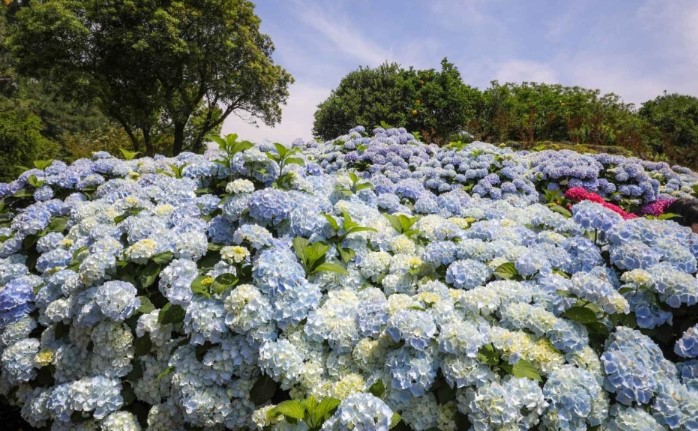 전국 수국 축제 일정