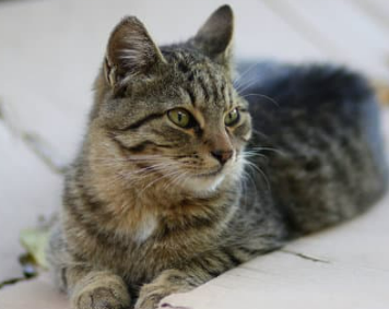 고양이 꿈해몽 풀이