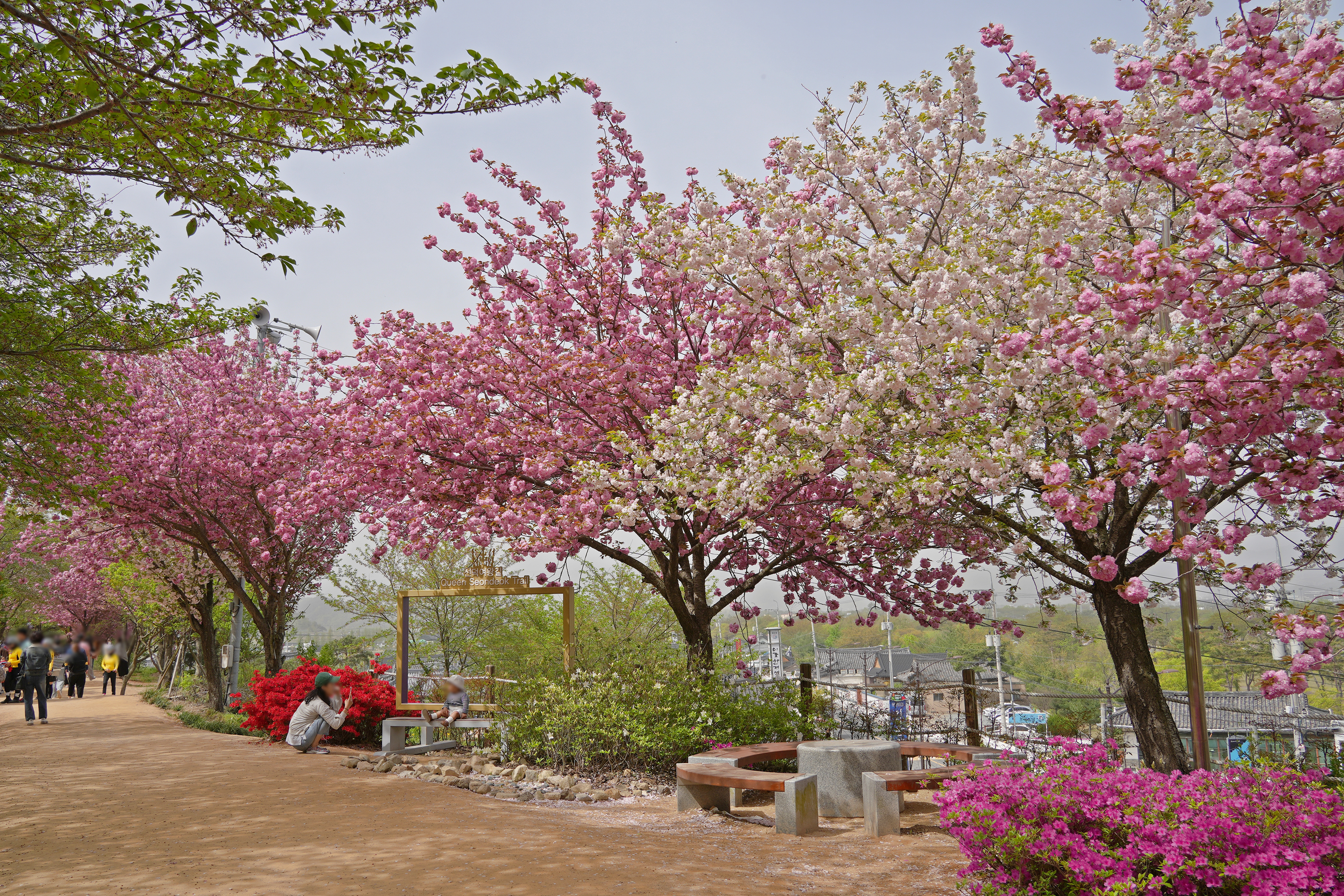 선덕여왕길 관련사진 1