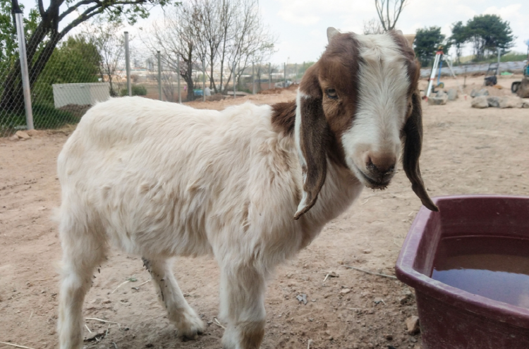 퍼스트가든 별빛축제