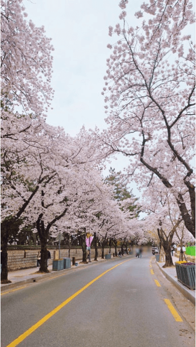 경주 벚꽃 개화 시기 및 축제 및 명소와 관련된 사진