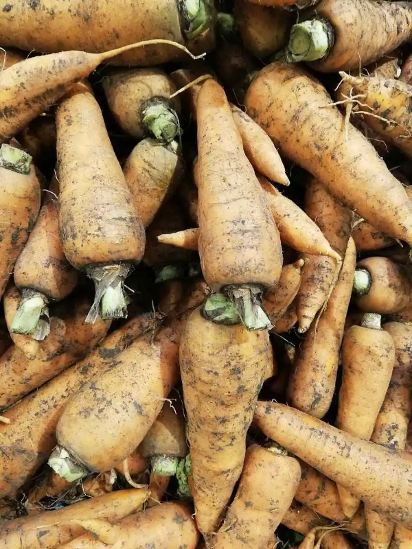 가을 당근 파종 시기 텃밭 관리 수확법