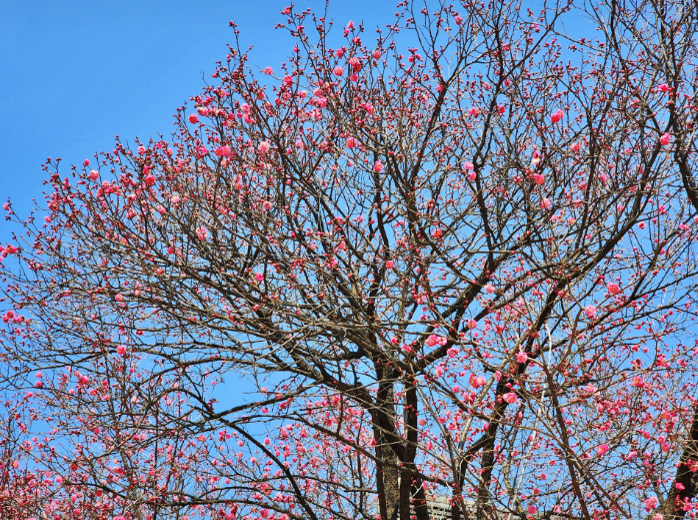 2025. 4. 19. 봉은사 연등제 야경 산책 후기 (겹벚꽃, 라일락, 홍매화 개화상황 포함)