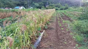 조 재배 건조 강한 작물 파종 방법 초보 가이드_31
