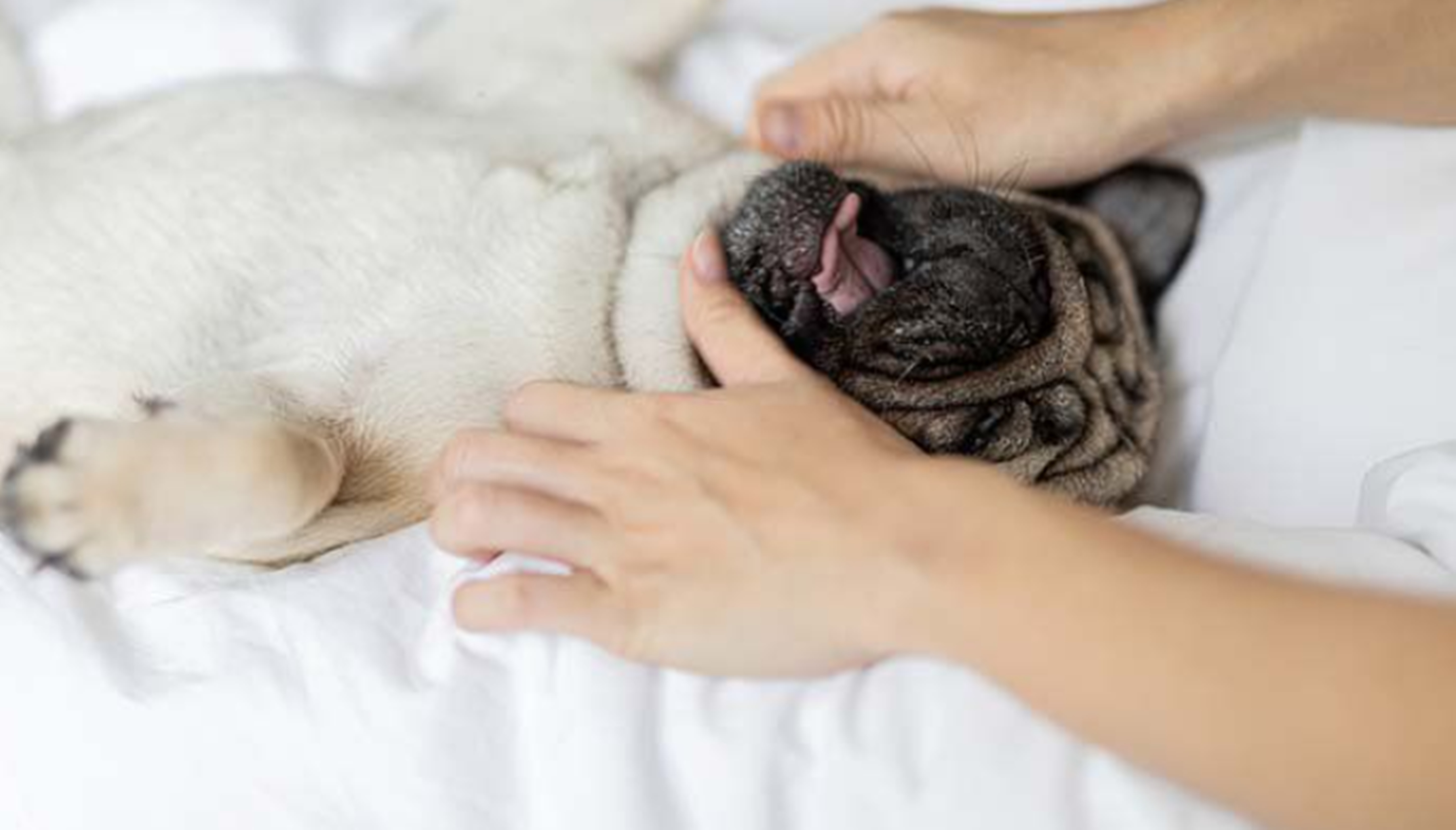 강아지다리마사지