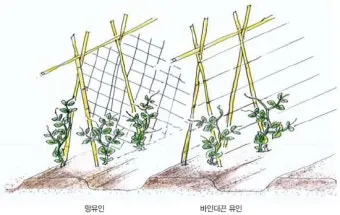 완두콩 재배 추위 견디기 지주 세우기 꼬투리 수확_10