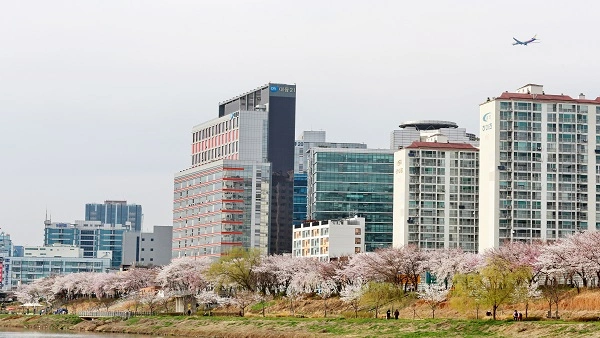 안양천벗꽃