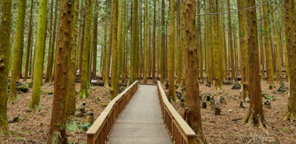 사려니숲길 초입구 모습