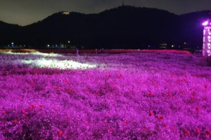 5월 강추 꽃 축제