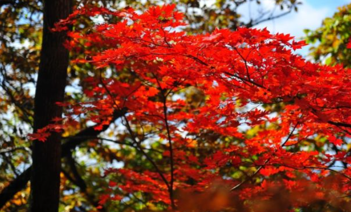 2025 속리산 단풍 절정시기 &amp; 등산지도 ❘ 추천 등산코스 최신 업데이트