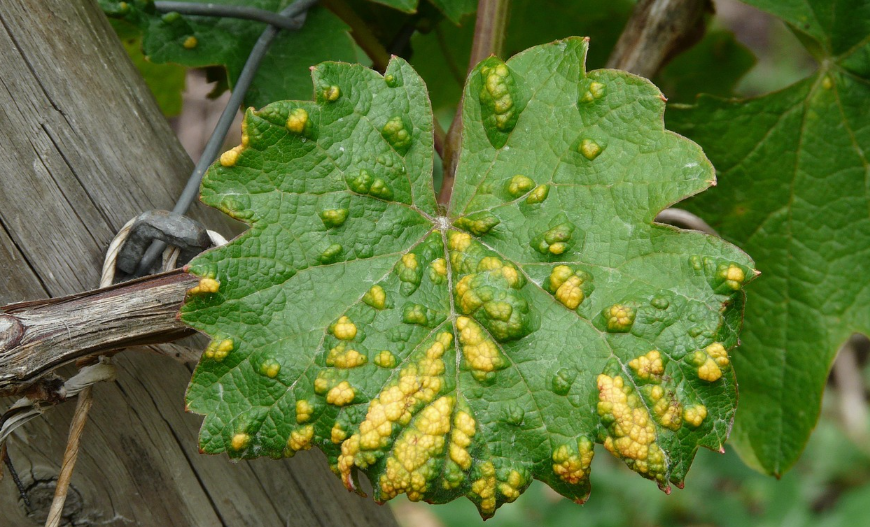 반려식물 병해충 실전 대응 가이드