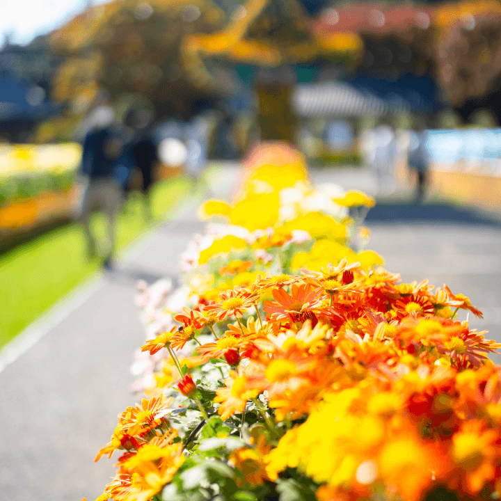 아름다운-국화꽃