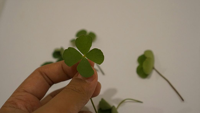 네잎클로버를 들고 찍은 사진