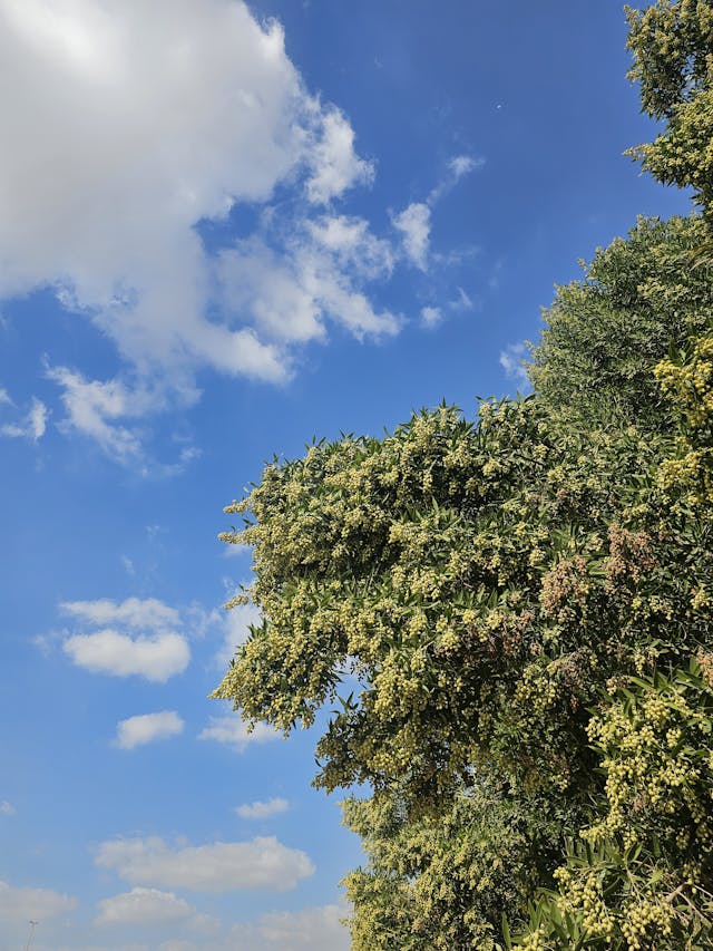 맑은 하늘과 구름과 나무
