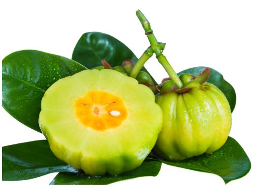 다이어트-보조제-순위-추천-성분