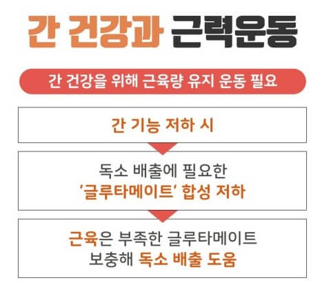 근육은 건강효자