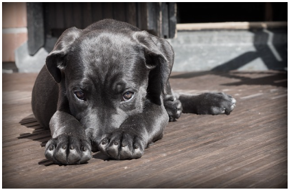 강아지가 발을 핥는 5가지 이유와 대처법 - 단순 습관일까, 건강 이상 신호일까?