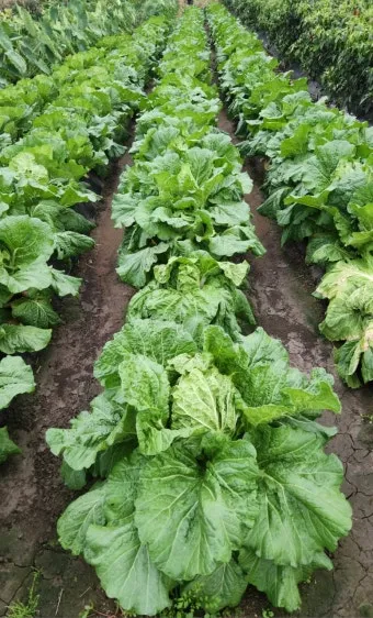 김장 배추 재배 파종 모종 웃거름 결구 수확 타이밍_17