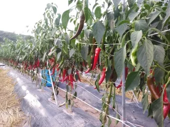 고추 재배 모종 고르기 지주 설치 시비 요령_9