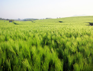 고창 청보리밭 실시간 개화 상황