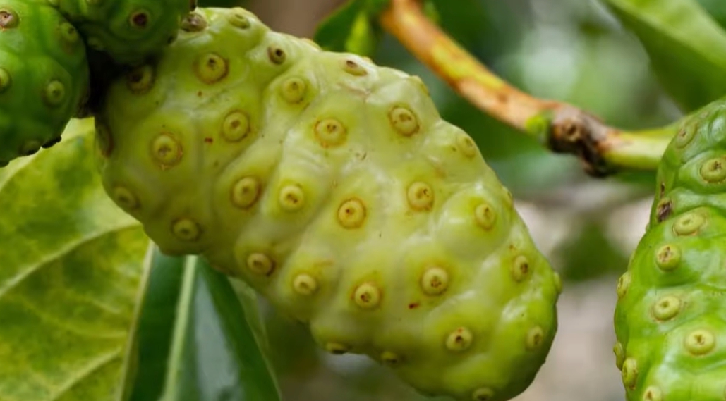 노니 효능 부작용