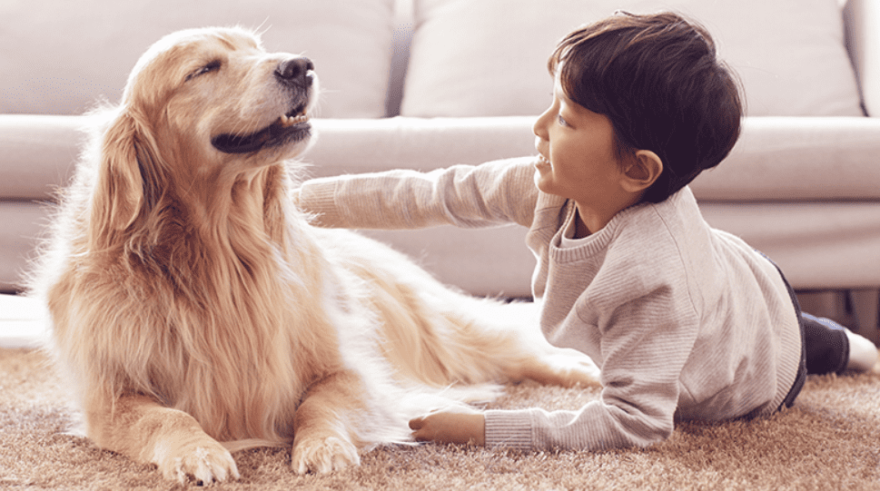 유실 및 유기 반려견, 반려묘 입양 시 지원금 신청 방법