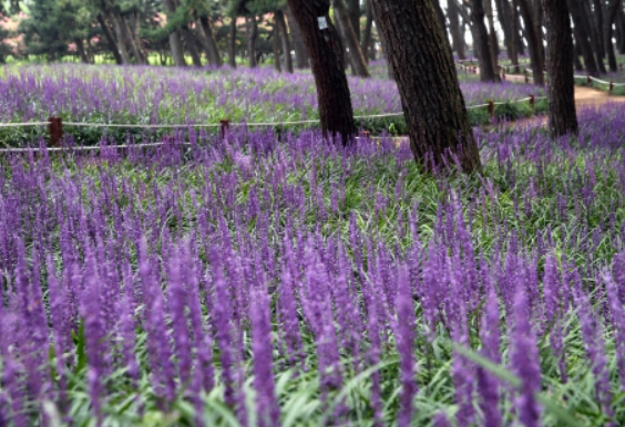 충남 서천군 장항 송림 숲에 만개한 맥문동 꽃 사진입니다.