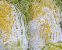 김장 배추 고르는 방법