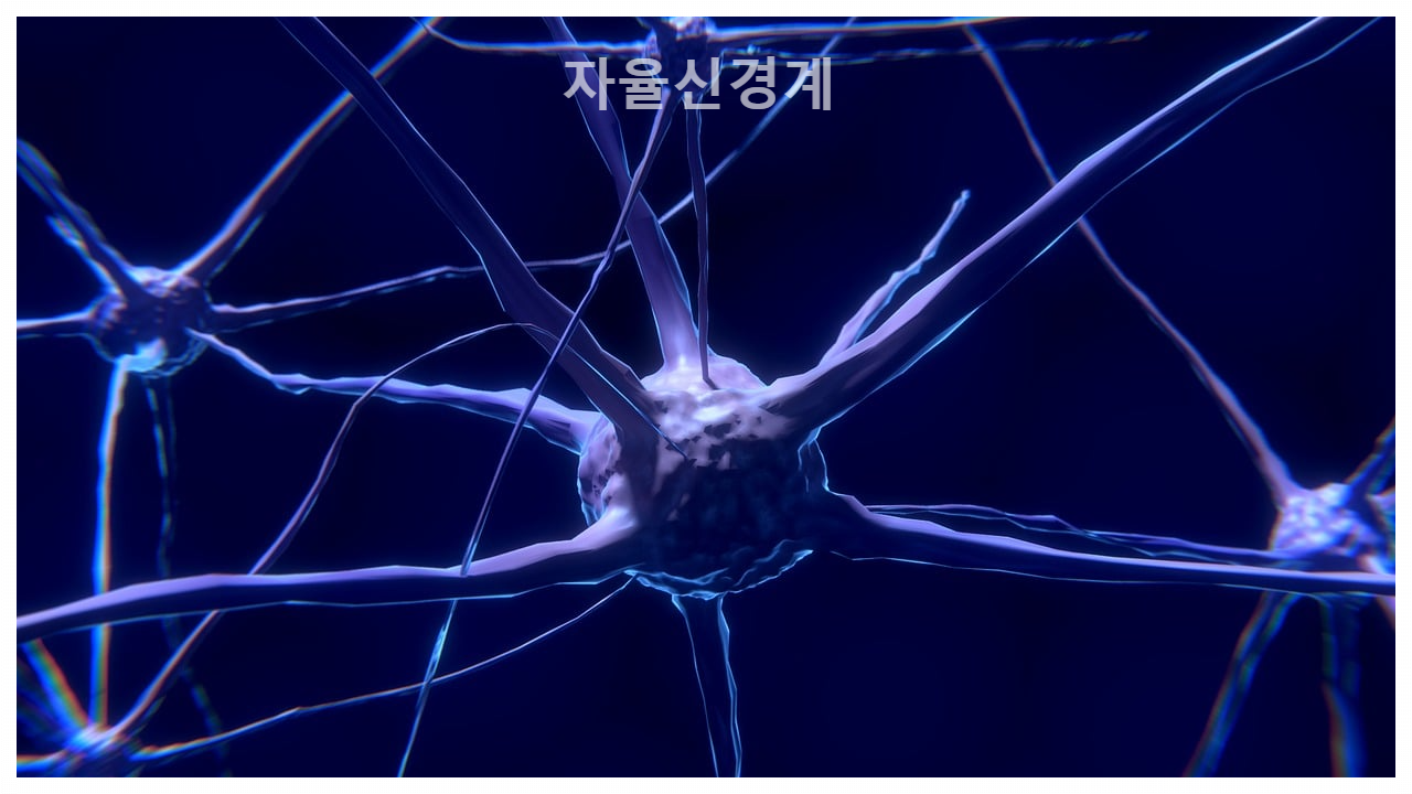자율신경계