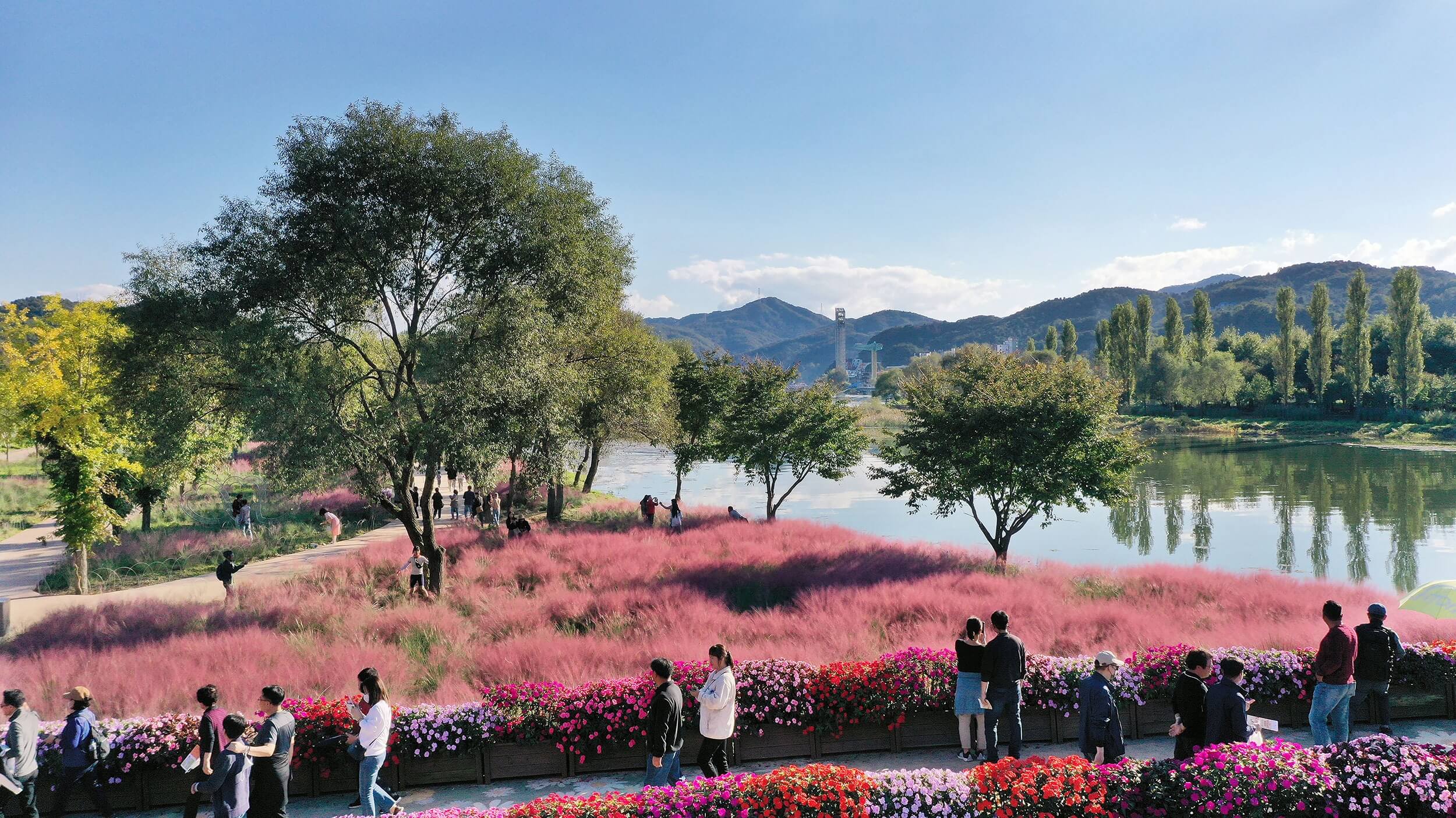 가평 자라섬 남도 꽃정원 수국