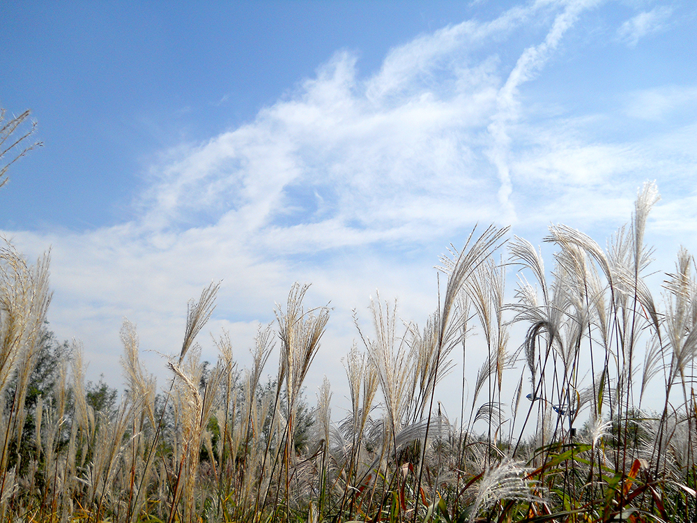 파란하늘 아래 억새 만발한 하늘공원
