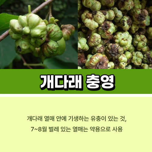 개다래