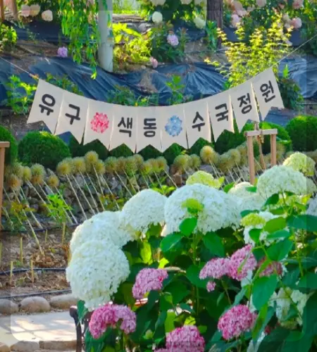 공주 수국축제 유구색동 수국 정원 꽃축제_2